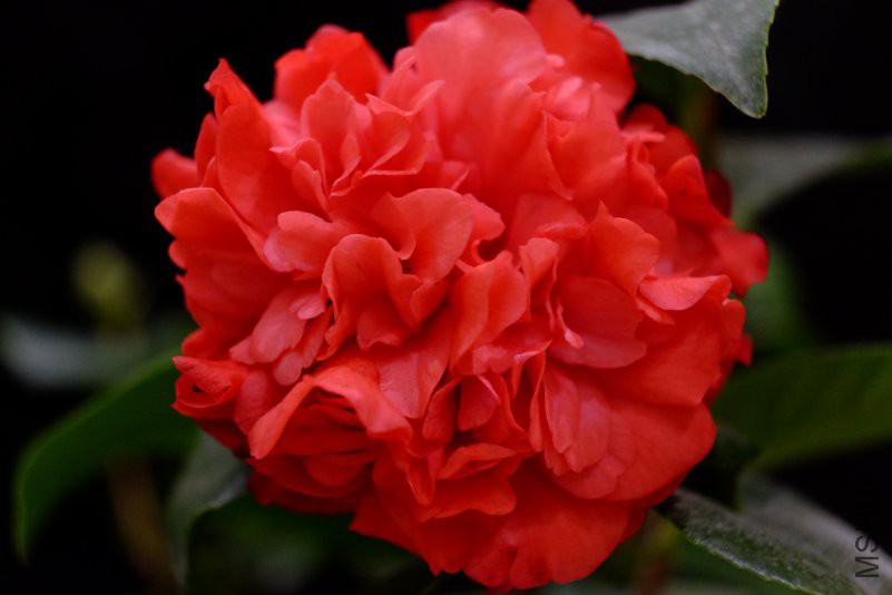 DSCF7206.JPG