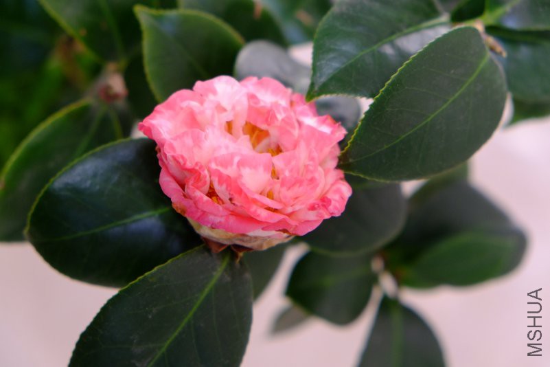 DSCF7453.JPG