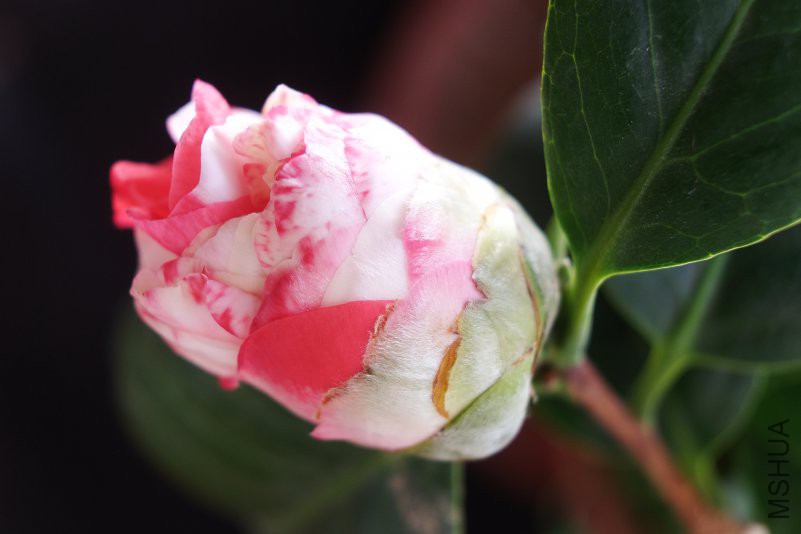 DSCF7761.JPG