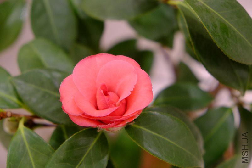 DSCF8134.JPG