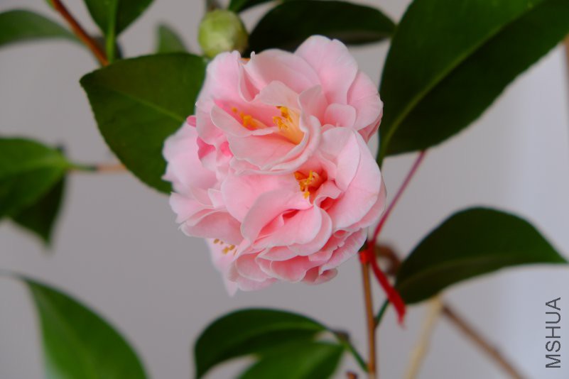 DSCF8408.JPG