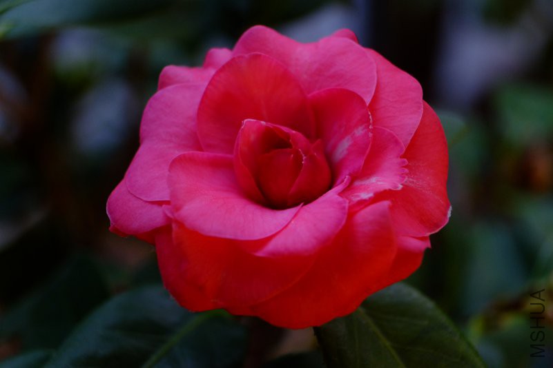 DSCF8752.JPG