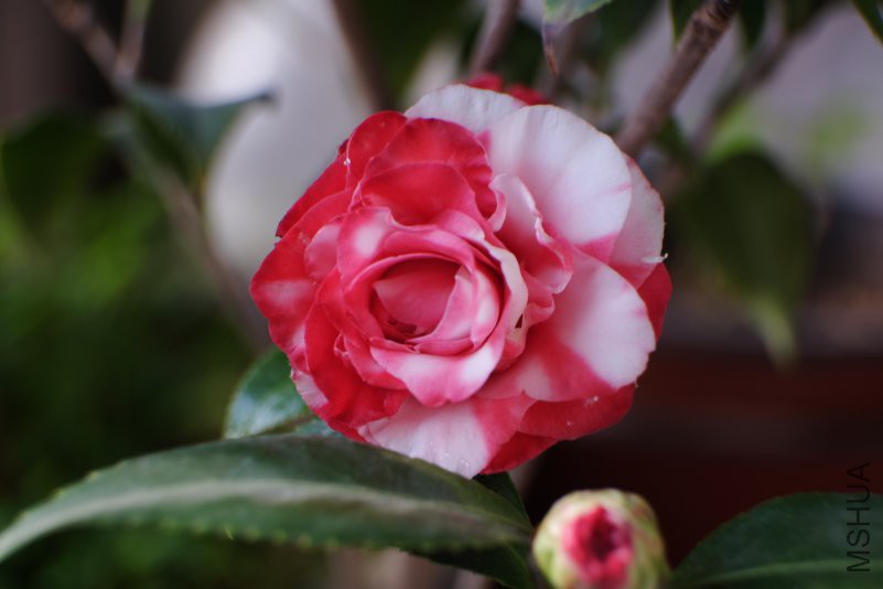 DSCF9335.JPG