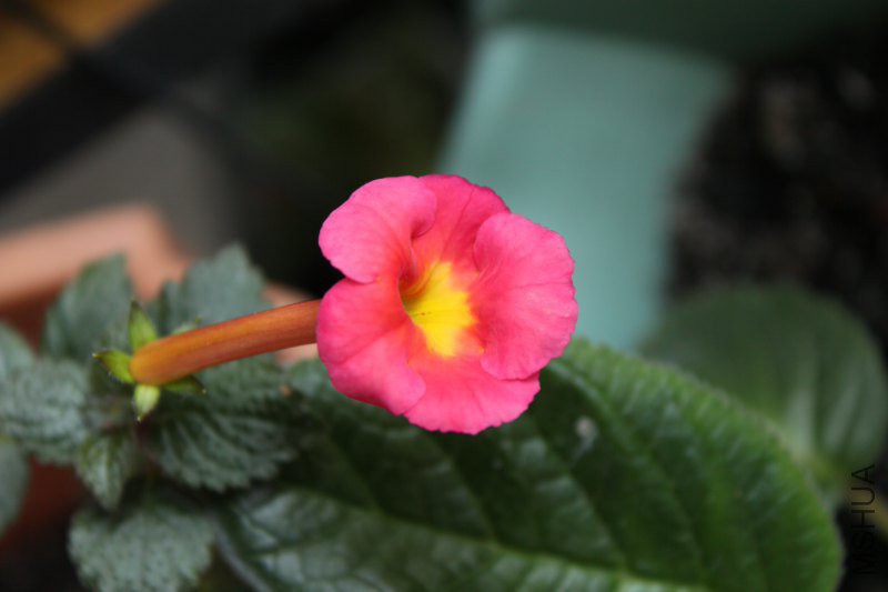 peach cascade_800x533.JPG