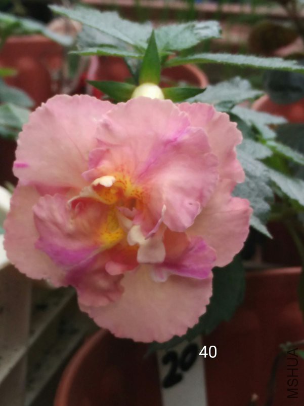 40 yellow english rose .jpg