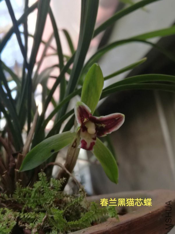 ΢��ͼƬ_20190206130457.jpg