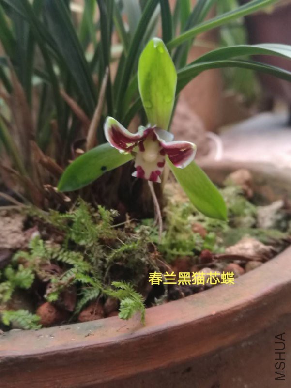 ΢��ͼƬ_20190206130448.jpg