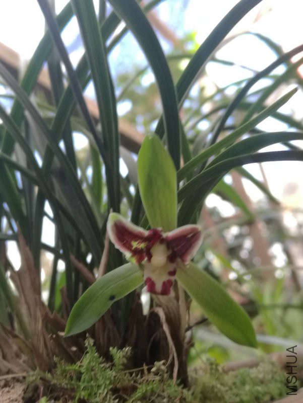 ΢��ͼƬ_20190206130404.jpg