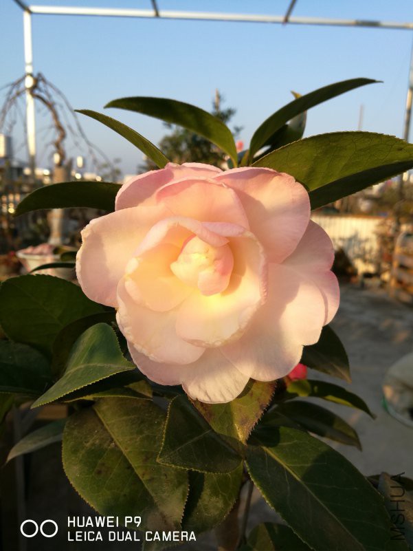 IMG_20190202_074430.jpg