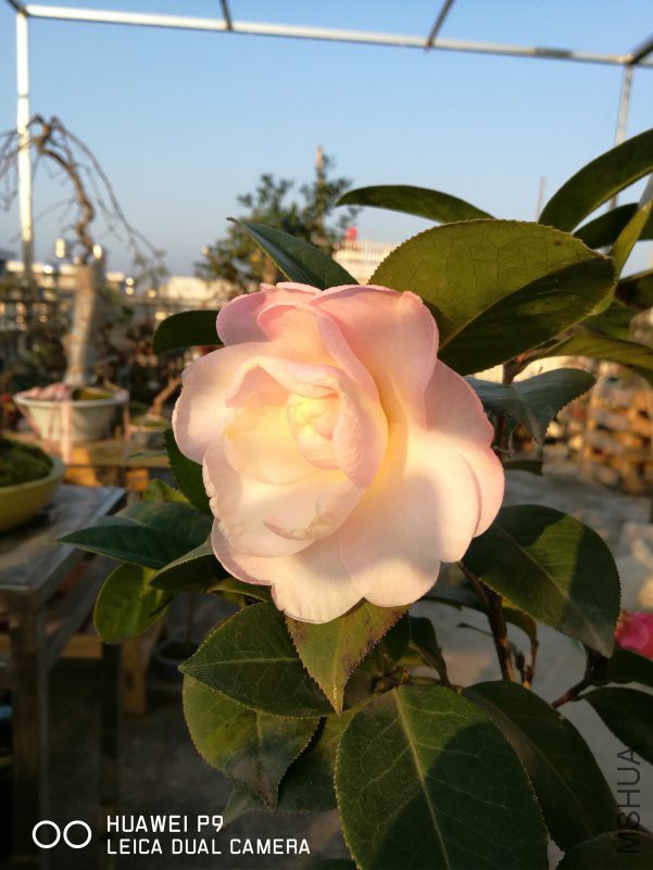 IMG_20190202_074514.jpg
