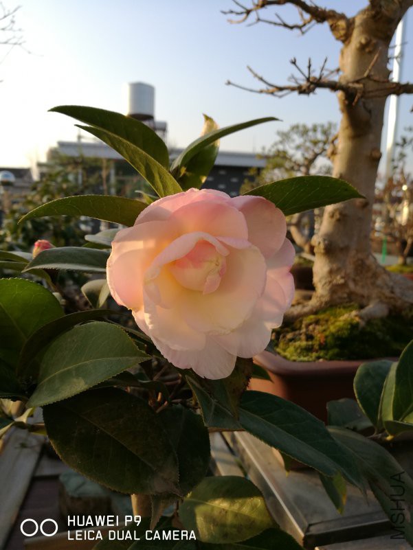 IMG_20190202_074641.jpg