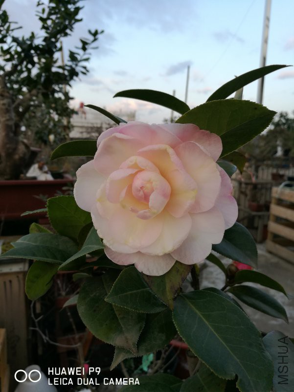 IMG_20190203_072440.jpg