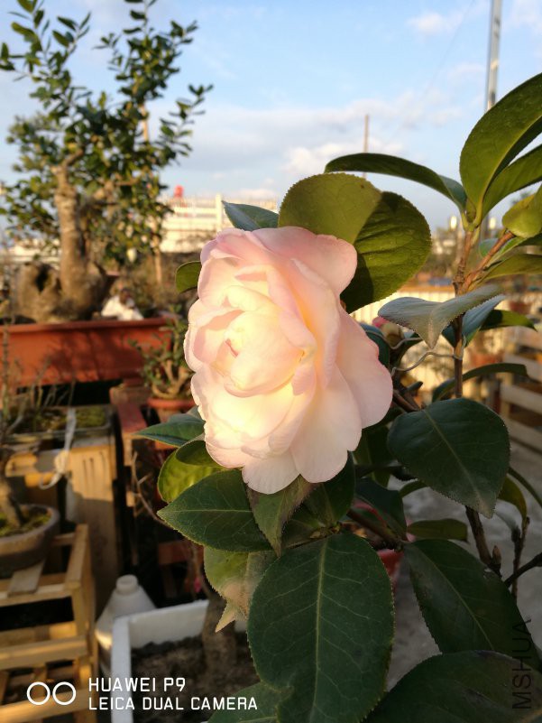 IMG_20190203_074348.jpg