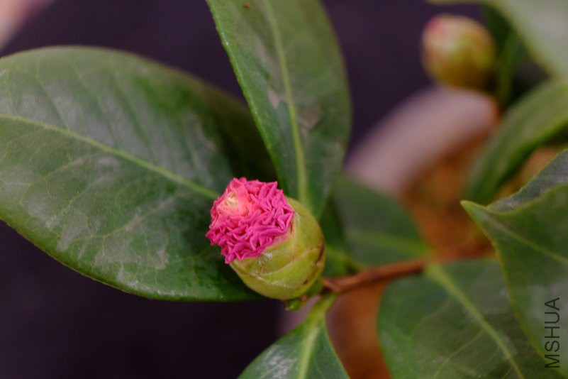 DSCF8170.JPG