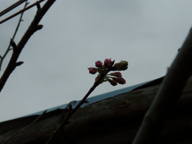 DSCI5216.JPG