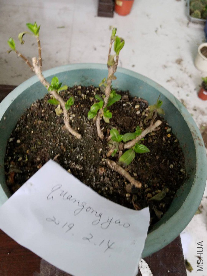 ΢��ͼƬ_20190214133342.jpg