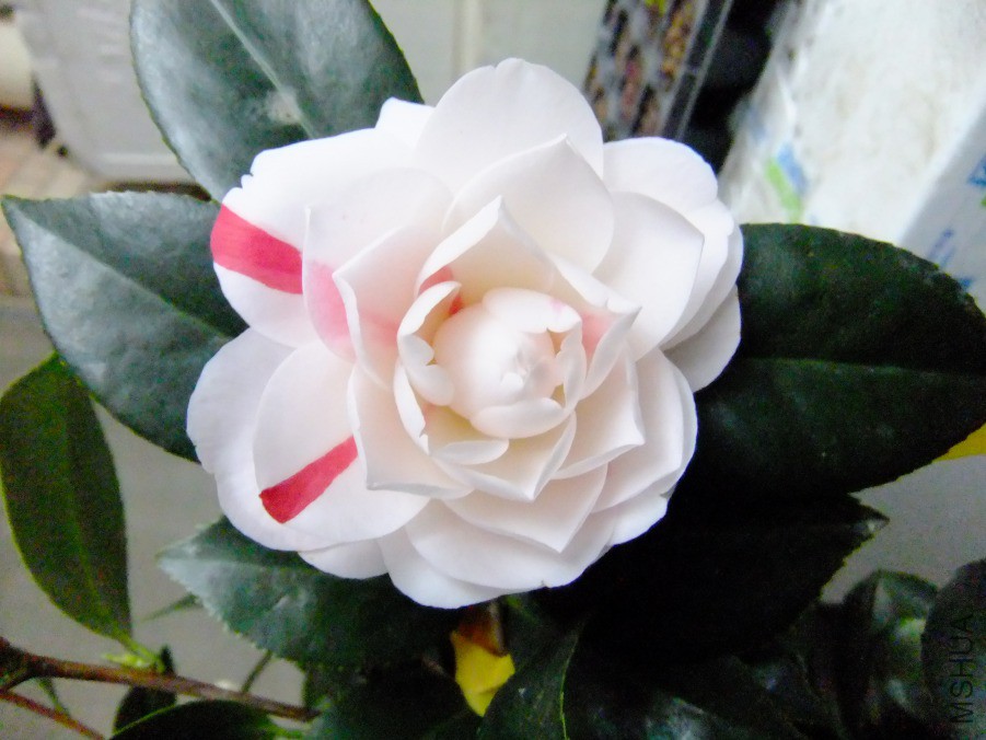 DSCF7691.JPG