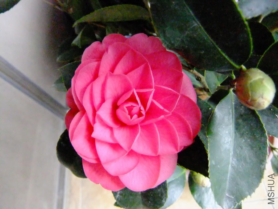DSCF7668.JPG