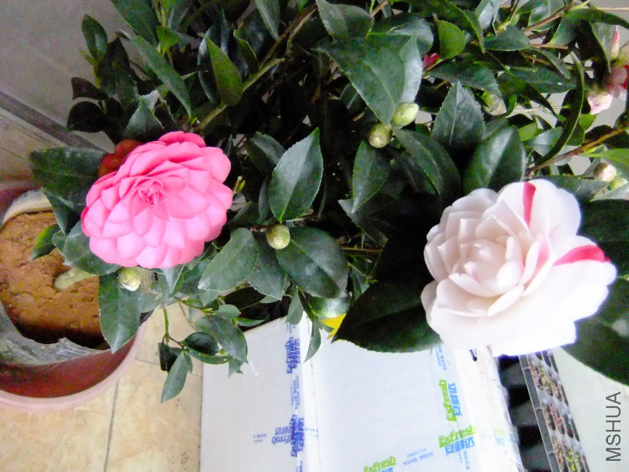 DSCF7682.JPG