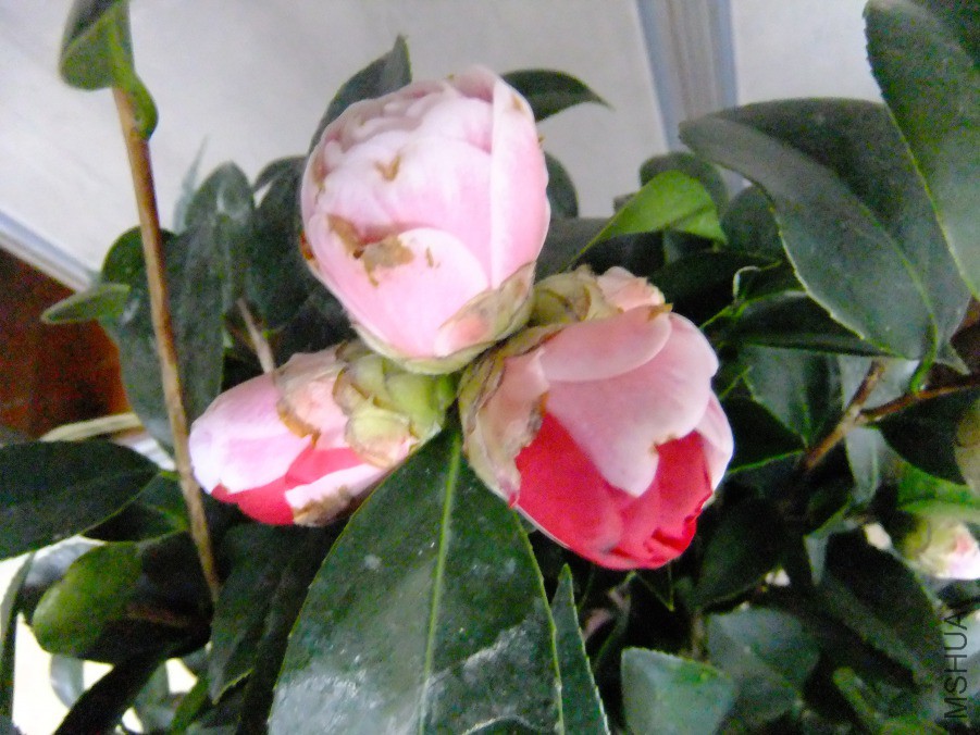 DSCF7693.JPG