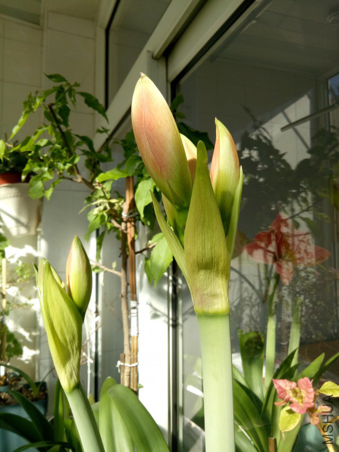 IMG20190217103109.jpg