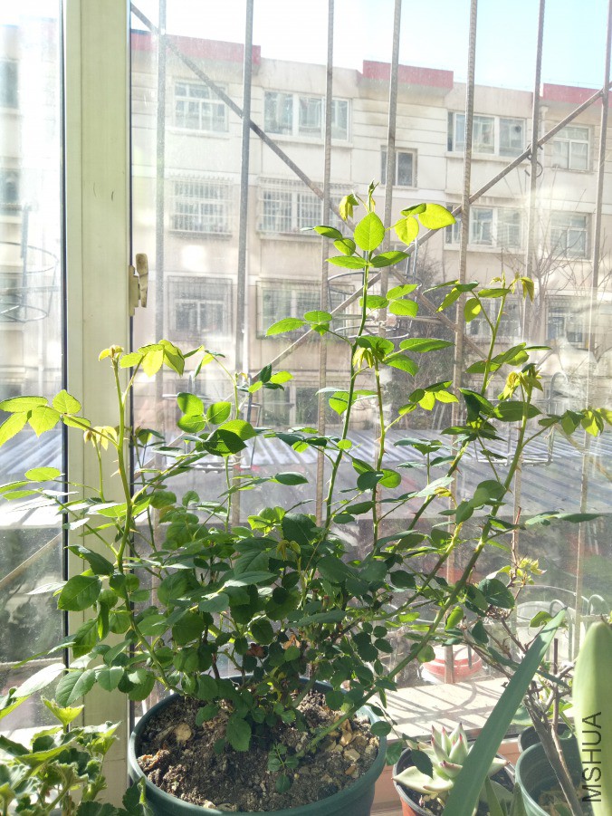 IMG20190217102939.jpg