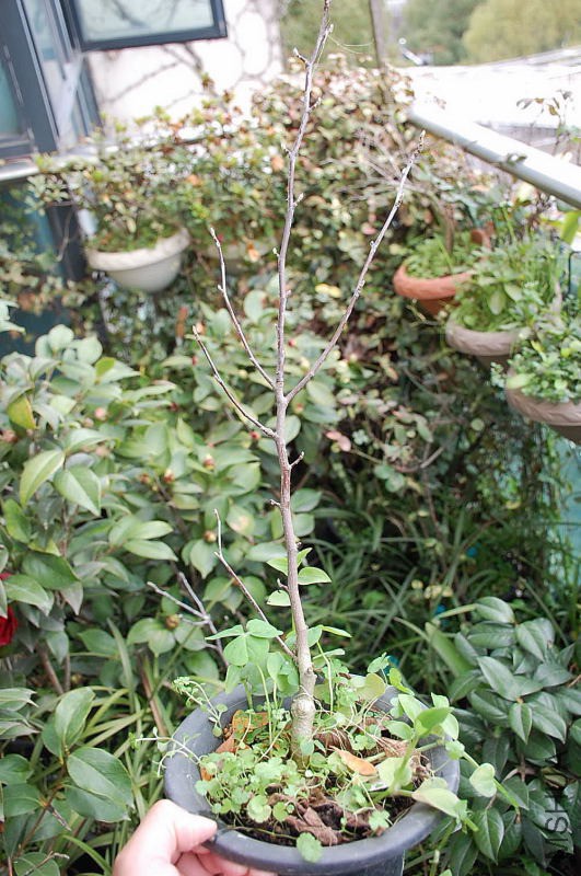 DSC_20050535.JPG