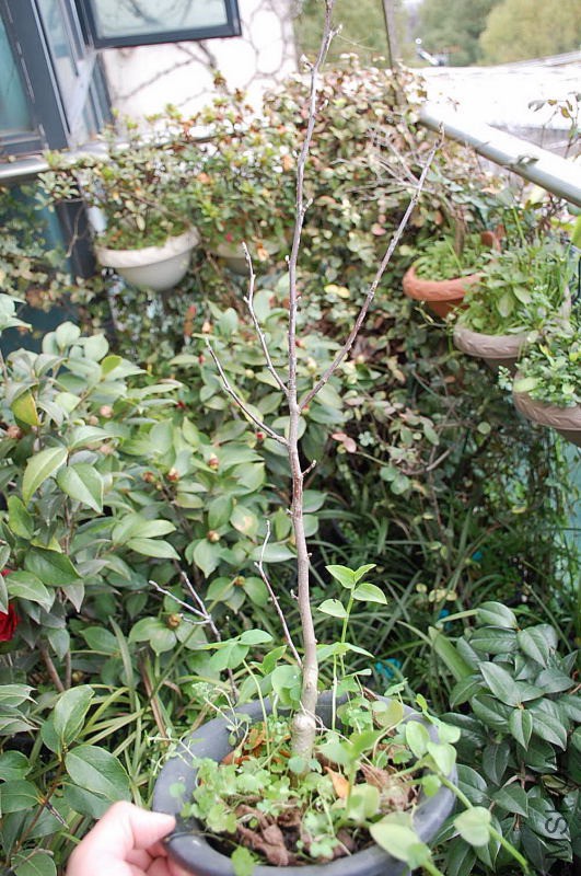 DSC_20060536.JPG