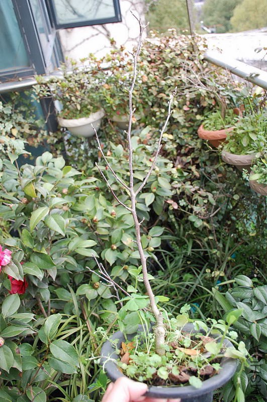 DSC_20070537.JPG