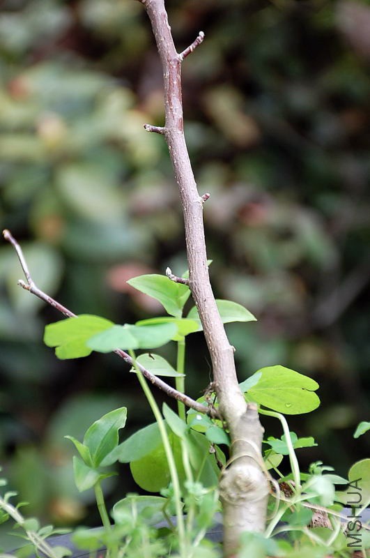 DSC_20130543.JPG