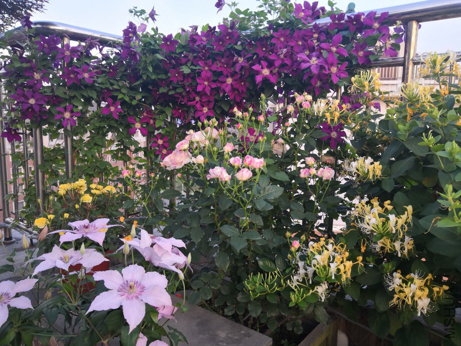 IMG_20180504����2_��ͼ��.jpg