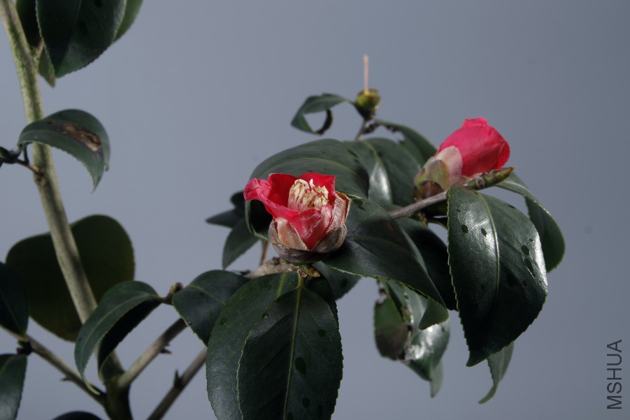 IMGP2347.JPG