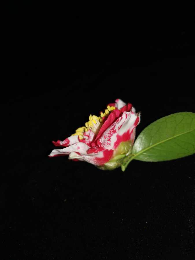 IMG_20190219_113911.jpg