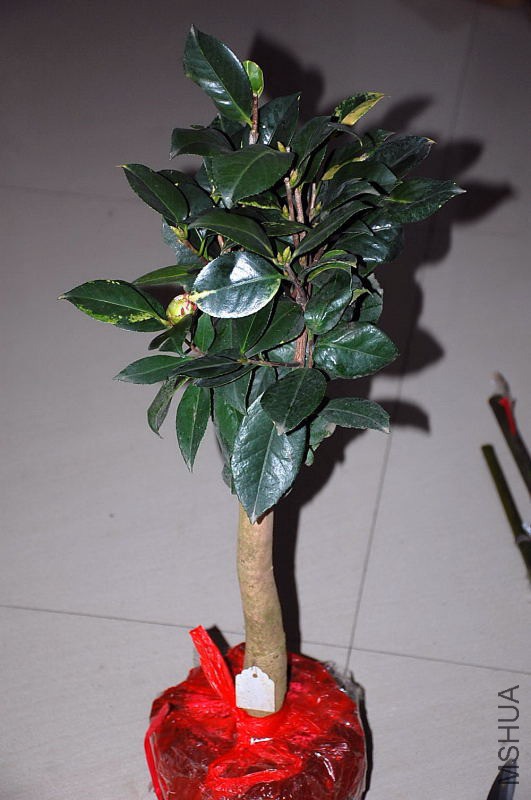 DSC_27190008.JPG