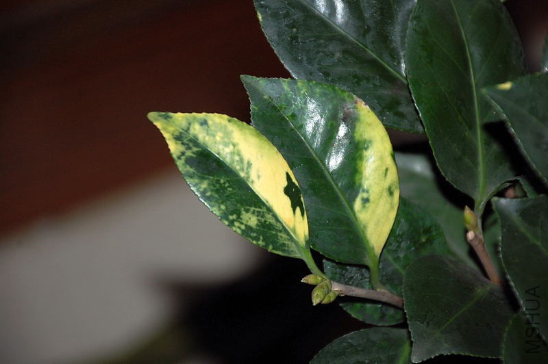 DSC_27230012.JPG