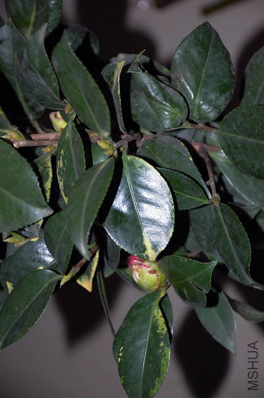 DSC_27280017.JPG