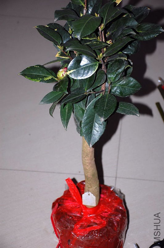 DSC_27270016.JPG