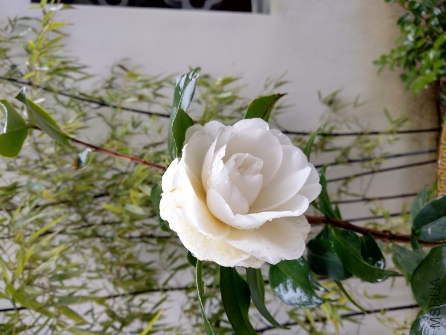 IMG_20190220_075217.jpg