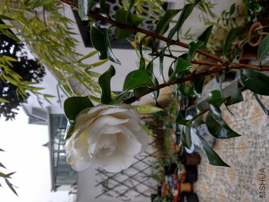 IMG_20190220_075202.jpg