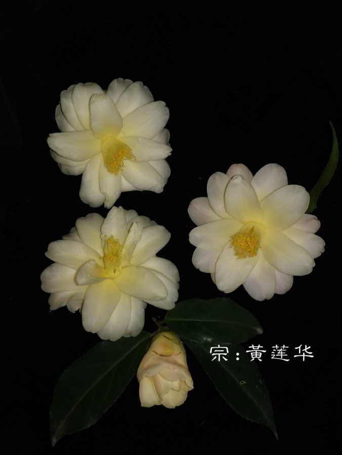 a1550723933281.jpg