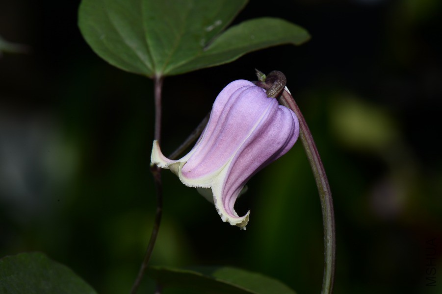 DSC_8836.JPG