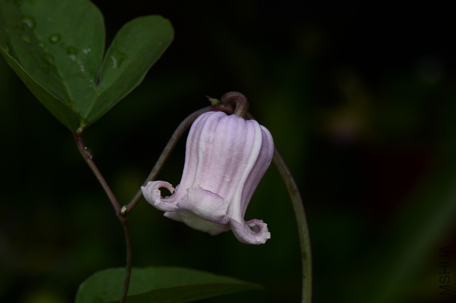 DSC_9070.JPG