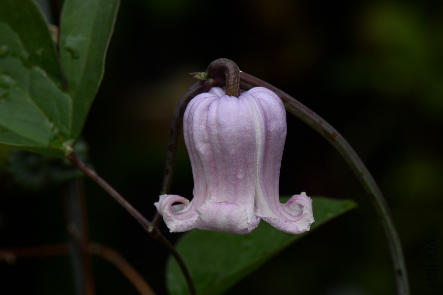 DSC_9083.JPG