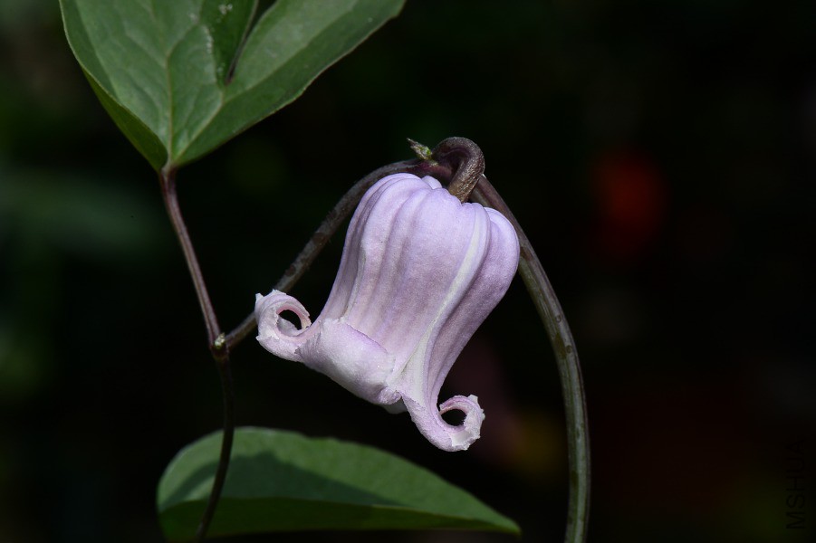 DSC_9209.JPG