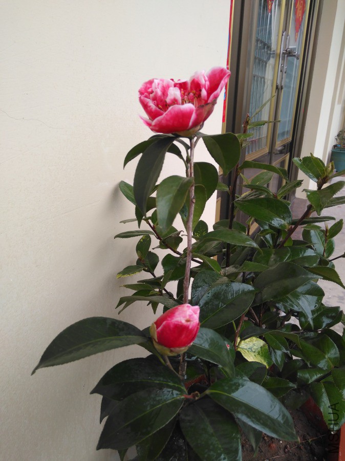 IMG_20190223_153248.jpg