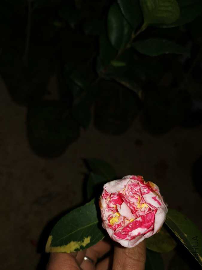 IMG_20190224_182022.jpg