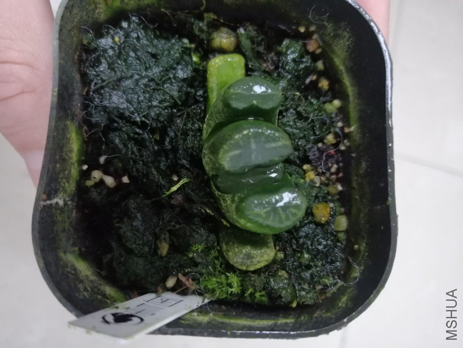 ѩ������