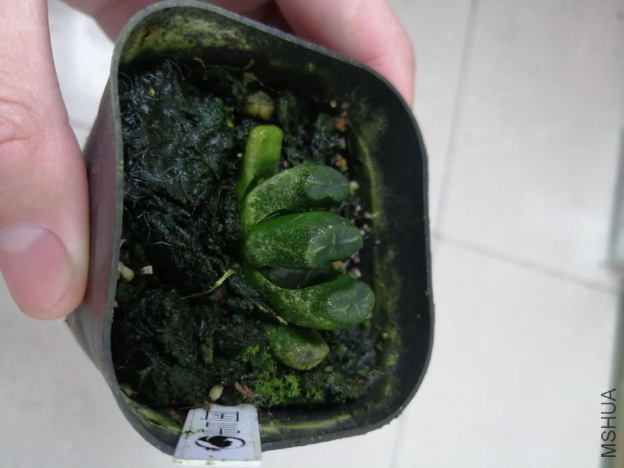 ѩ������
