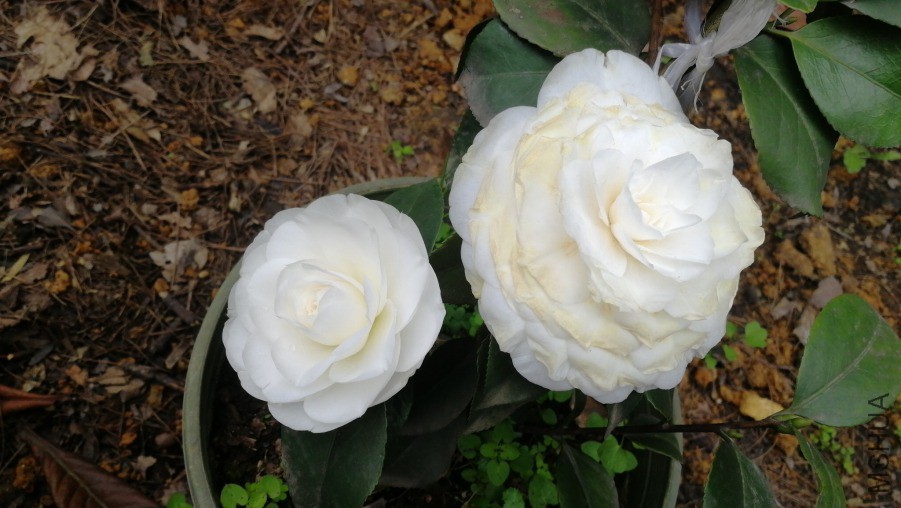 IMG20190225131429.jpg