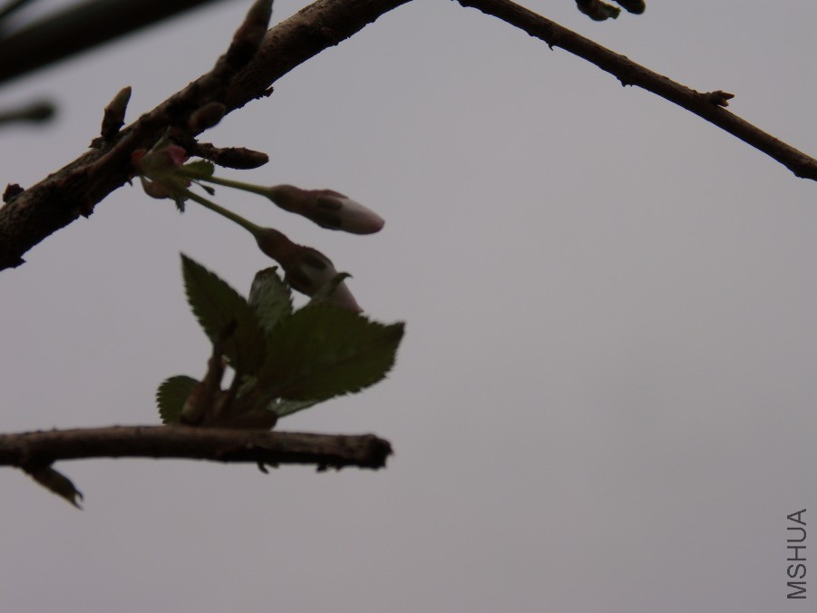 DSCI5468.JPG